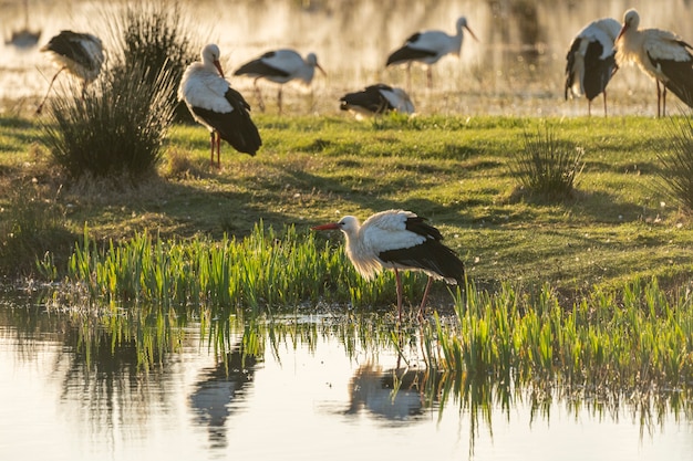 Parque natural de las Marismas del Ampurdán Parque natural de las Marismas del Ampurdán